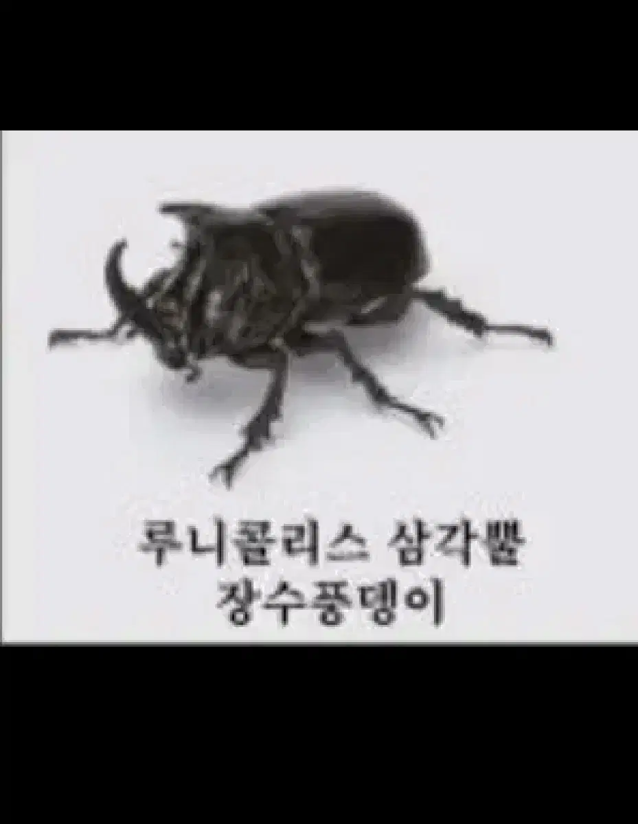 반다이 가챠 캡슐 생물대도감 딱정벌레 6탄 루니콜리스 삼각뿔 장수풍뎅이